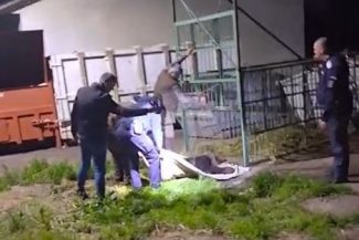 VIDEO Prahova: Urs capturat în incinta Școlii de Agenți de Poliție de la Câmpina, într-o cușcă special amplasată; va fi relocat