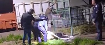 VIDEO Prahova: Urs capturat în incinta Școlii de Agenți de Poliție de la Câmpina, într-o cușcă special amplasată; va fi relocat