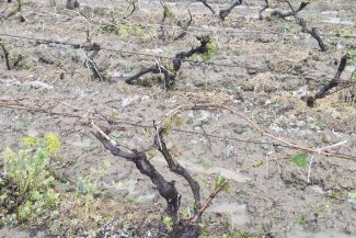 REPORTAJ Vrancea: Grindina a distrus sute de hectare de viță-de-vie la Vârteșcoiu; viticultorii cer reactivarea sistemului antigrindină