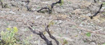 REPORTAJ Vrancea: Grindina a distrus sute de hectare de viță-de-vie la Vârteșcoiu; viticultorii cer reactivarea sistemului antigrindină