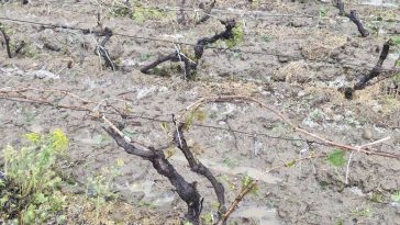 REPORTAJ Vrancea: Grindina a distrus sute de hectare de viță-de-vie la Vârteșcoiu; viticultorii cer reactivarea sistemului antigrindină