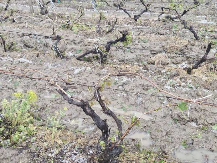 REPORTAJ Vrancea: Grindina a distrus sute de hectare de viță-de-vie la Vârteșcoiu; viticultorii cer reactivarea sistemului antigrindină