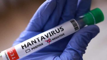 Hantavirus/ Toate cazurile de contact prezente în Franța, testate negativ, a anunțat Ministerul Sănătății
