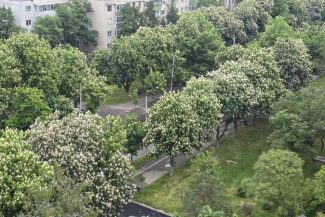 Buzău: Bulevardul Nicolae Bălcescu, acoperit de ‘tuneluri verzi’; orașul ar putea avea o sărbătoare a castanilor înfloriți