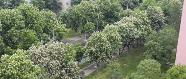Buzău: Bulevardul Nicolae Bălcescu, acoperit de ‘tuneluri verzi’; orașul ar putea avea o sărbătoare a castanilor înfloriți