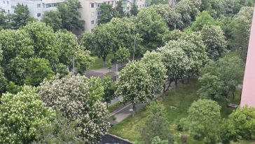 Buzău: Bulevardul Nicolae Bălcescu, acoperit de ‘tuneluri verzi’; orașul ar putea avea o sărbătoare a castanilor înfloriți