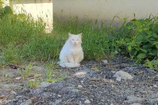 Tulcea: Situația pisicilor fără adăpost, în atenția autorității locale