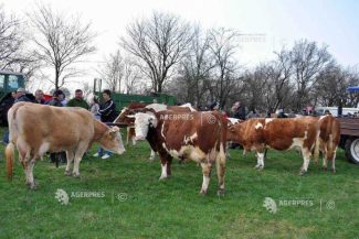 APIA: Sprijin financiar de peste 15,68 milioane lei pentru crescătorii de animale