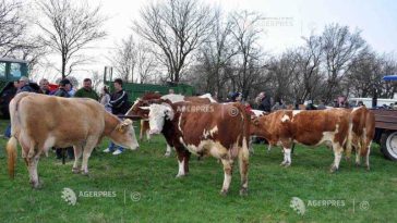 APIA: Sprijin financiar de peste 15,68 milioane lei pentru crescătorii de animale