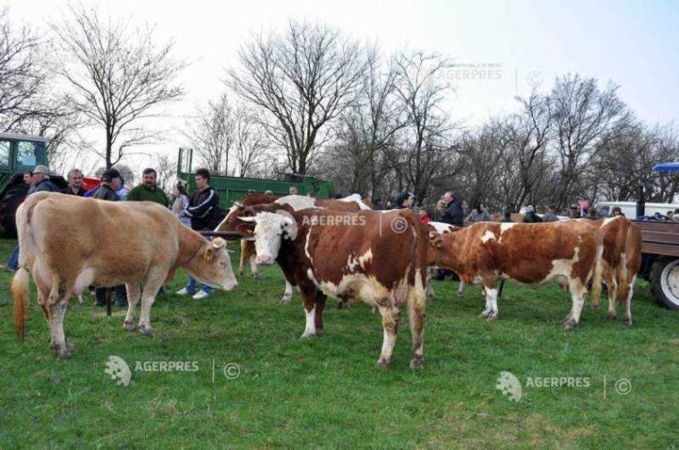 APIA: Sprijin financiar de peste 15,68 milioane lei pentru crescătorii de animale