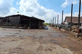 Arad: O fermă de bovine, amendată cu 65.000 de lei pentru dejecțiile care poluează solul și lipsa autorizațiilor