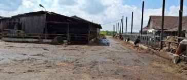 Arad: O fermă de bovine, amendată cu 65.000 de lei pentru dejecțiile care poluează solul și lipsa autorizațiilor