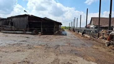 Arad: O fermă de bovine, amendată cu 65.000 de lei pentru dejecțiile care poluează solul și lipsa autorizațiilor
