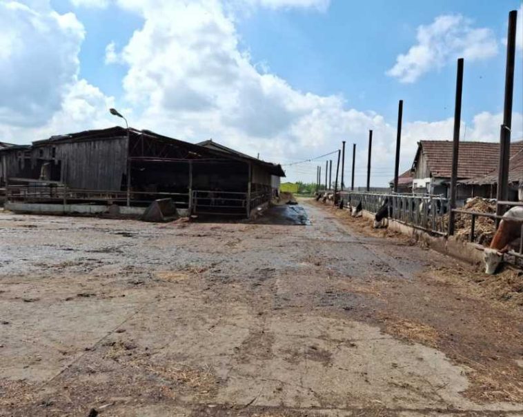 Arad: O fermă de bovine, amendată cu 65.000 de lei pentru dejecțiile care poluează solul și lipsa autorizațiilor