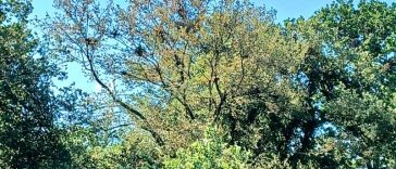 REPORTAJ/Timiș: Pădurea Macedonia din Lunca Timișului, locul unde stârcul cenușiu zboară dincolo de curcubeu (FOTO/VIDEO)