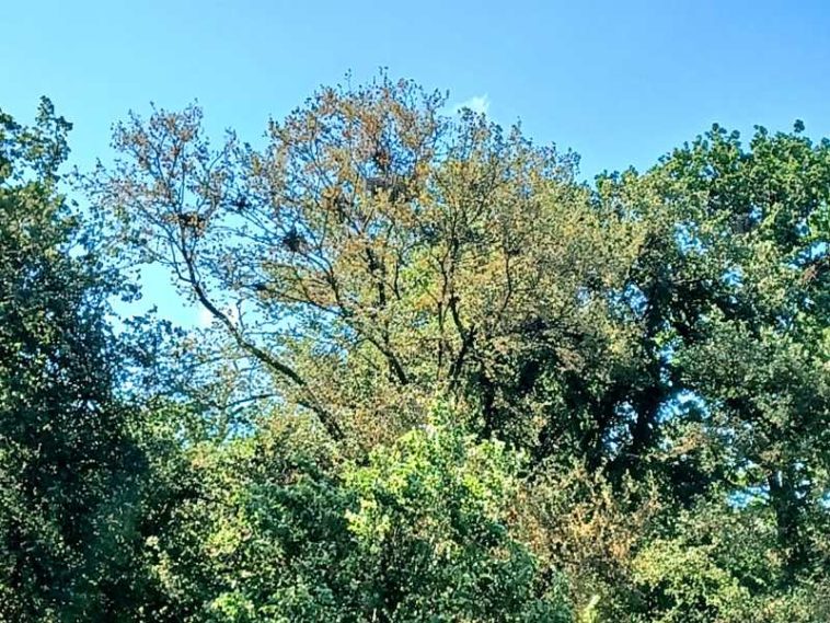 REPORTAJ/Timiș: Pădurea Macedonia din Lunca Timișului, locul unde stârcul cenușiu zboară dincolo de curcubeu (FOTO/VIDEO)