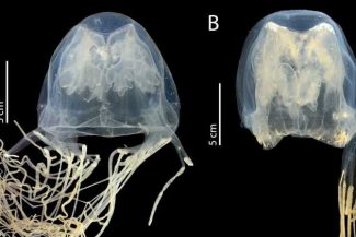 O nouă specie de meduză, extrem de veninoasă, descoperită în apropiere de Singapore