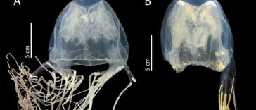 O nouă specie de meduză, extrem de veninoasă, descoperită în apropiere de Singapore