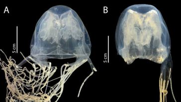 O nouă specie de meduză, extrem de veninoasă, descoperită în apropiere de Singapore