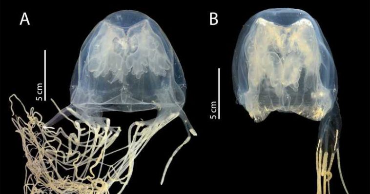 O nouă specie de meduză, extrem de veninoasă, descoperită în apropiere de Singapore