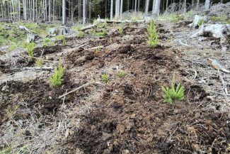 Buzău: Plantări de molid și paltin autohton pe o suprafață de 3 hectare unde a fost realizată o tăiere la ras
