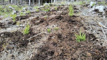 Buzău: Plantări de molid și paltin autohton pe o suprafață de 3 hectare unde a fost realizată o tăiere la ras