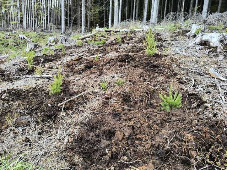Buzău: Plantări de molid și paltin autohton pe o suprafață de 3 hectare unde a fost realizată o tăiere la ras