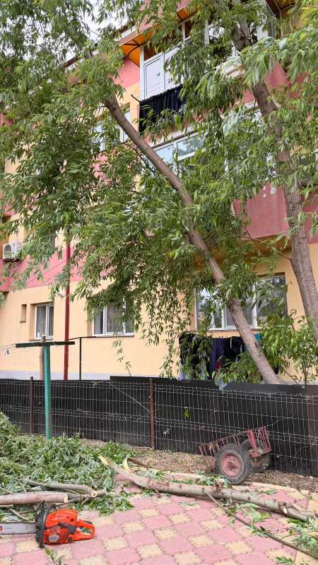 Vaslui: Arbore doborât de vânt în municipiul Bârlad; pompierii au intervenit pentru îndepărtarea acestuia