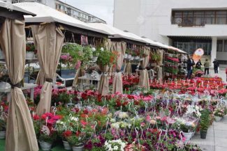 Antifraudă: Amenzi de peste 2,6 milioane lei pe piața florilor și plantelor ornamentale, în februarie-martie 2026