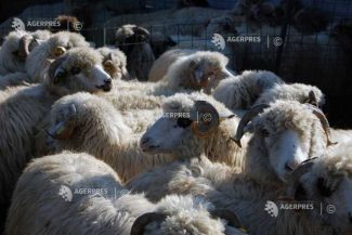 ANSVSA: România livrează, în premieră, peste 4.000 de ovine în Algeria cu avioane cargo