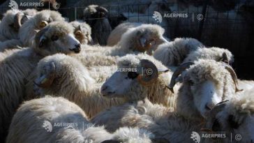 ANSVSA: România livrează, în premieră, peste 4.000 de ovine în Algeria cu avioane cargo
