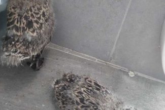 Sibiu: Doi pui de pescăruș căzuți în scocul clădirii Primăriei au fost salvați de pompieri și voluntari
