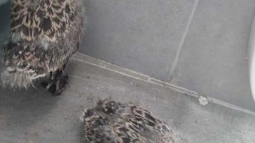 Sibiu: Doi pui de pescăruș căzuți în scocul clădirii Primăriei au fost salvați de pompieri și voluntari