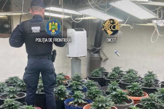 Mai multe culturi de cabanis, descoperite de procurori în orașul Măgurele