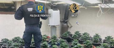 Mai multe culturi de cabanis, descoperite de procurori în orașul Măgurele