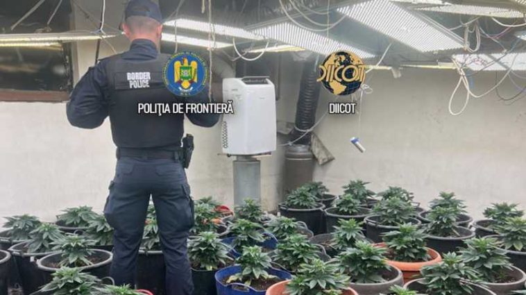 Mai multe culturi de cabanis, descoperite de procurori în orașul Măgurele