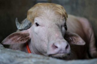 Bivolul ”Donald Trump”, devenit o vedetă în Bangladesh, va fi cruțat și trimis la o grădină zoologică