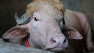 Bivolul ”Donald Trump”, devenit o vedetă în Bangladesh, va fi cruțat și trimis la o grădină zoologică