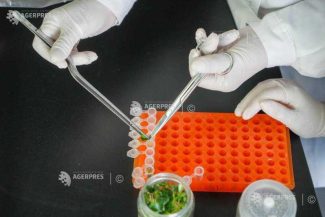 Cercetători din Indonezia studiază trei plante medicinale pentru un posibil tratament împotriva diabetului