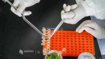 Cercetători din Indonezia studiază trei plante medicinale pentru un posibil tratament împotriva diabetului