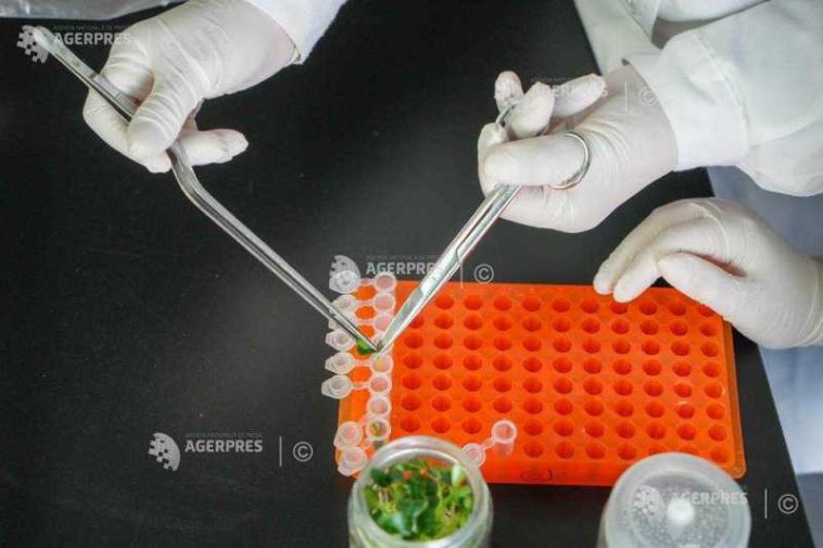 Cercetători din Indonezia studiază trei plante medicinale pentru un posibil tratament împotriva diabetului