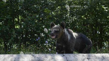 Argeș: Turistul bulgar mușcat de urs pe Transfăgărășan, amendat de jandarmi cu 20.000 de lei