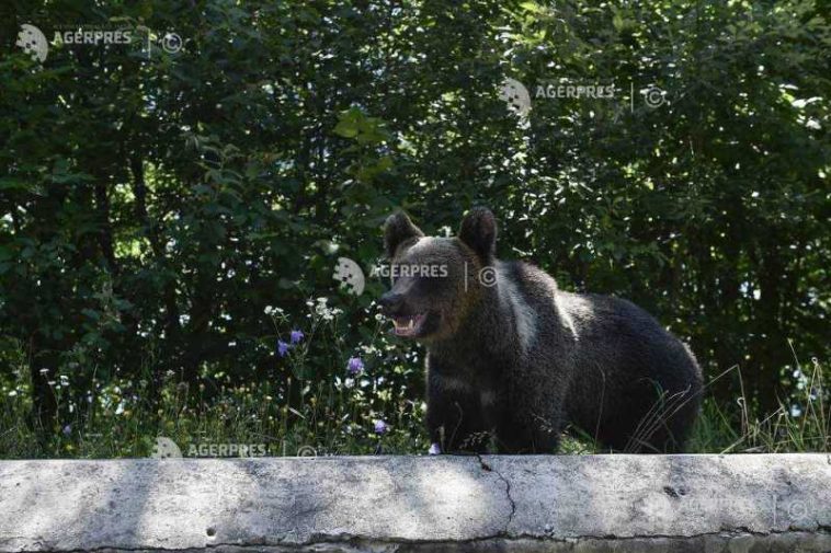 Argeș: Turistul bulgar mușcat de urs pe Transfăgărășan, amendat de jandarmi cu 20.000 de lei