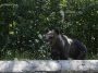 Argeș: Turistul bulgar mușcat de urs pe Transfăgărășan, amendat de jandarmi cu 20.000 de lei