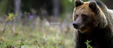 Argeș: Încă un turist străin a fost mușcat de mână de un urs în zona montană