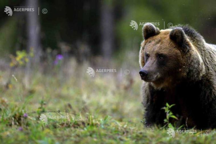Argeș: Încă un turist străin a fost mușcat de mână de un urs în zona montană