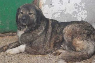 Buzău: Copil de patru ani, mort după ce a fost sfâşiat de un câine ciobănesc de la un saivan din vecinătatea casei în care locuia împreună cu mama sa/ Micuţul ar fi intrat în curtea în care se afla animalul, care ar fi fost legat