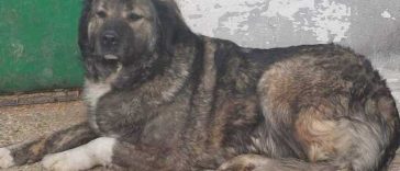 Buzău: Copil de patru ani, mort după ce a fost sfâşiat de un câine ciobănesc de la un saivan din vecinătatea casei în care locuia împreună cu mama sa/ Micuţul ar fi intrat în curtea în care se afla animalul, care ar fi fost legat