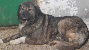 Buzău: Copil de patru ani, mort după ce a fost sfâşiat de un câine ciobănesc de la un saivan din vecinătatea casei în care locuia împreună cu mama sa/ Micuţul ar fi intrat în curtea în care se afla animalul, care ar fi fost legat