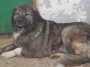 Copil mort după ce a fost muşcat de un câine ciobănesc de la o stână din Buzău – Dosarul vizează infracţiunea de ucidere din culpă / Procurorii verifică dacă decesul copilului a survenit exclusiv pe fondul neglijenţei persoanelor care îl aveau în grijă